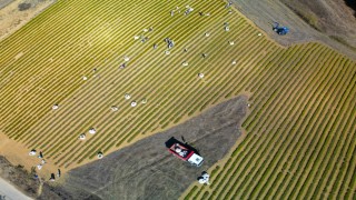 Kocaelide tıbbi ve aromatik bitki hasadı başladı