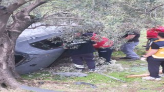 Kontrolü kaybetti zeytin bahçesine uçtu: 2 yaralı