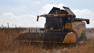 Konya Ovasında kenevir hasadı