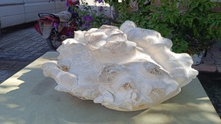 Konyada 19 kiloluk dev mantar bulundu