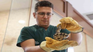 Konyada bir şahsın cebinden çıkan yavru piton yılanı koruma altına alındı