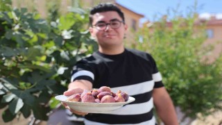 Konyada yetişmesi zor bilinen inciri apartman bahçesinde yetiştirdi