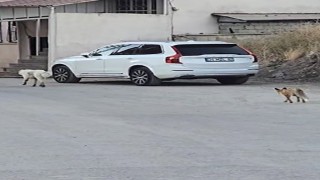 Köpeğin peşine takılan tilki kamerada