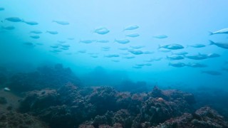 Körfez yeniden can buldu