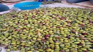 Köşk İlçe Tarım, Aydın Memecik Zeytinine dikkat çekti