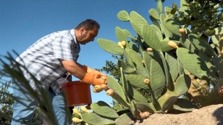 Kurak tarlalardan gelen lezzet: Dikenli incir dondurmaya dönüştü