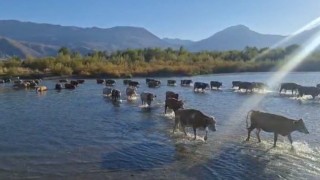 Kuraklık nedeniyle nehrin debisi büyük oranda düşünce büyükbaş hayvanlar karşıya yürüyerek geçti