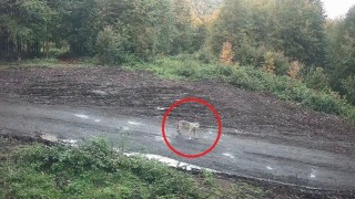 Kurt sürüsü fotokapana takıldı