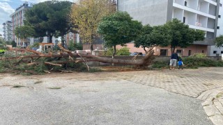 Kuruyan çam ağacı ağırlığa dayanamayarak yol devrildi