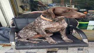 Kurzuar cinsi av köpeği kayboldu