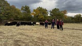 Kütahyada kayıp 70 keçi, jandarma tarafından bulundu