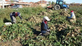 Kütahyada pancar hasadı başladı