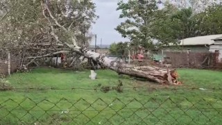 Lodos sebebiyle ağaç ve elektrik direği devrildi