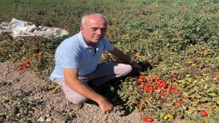 Londrada kazandıklarıyla memleketine toprak yatırımı yaptı