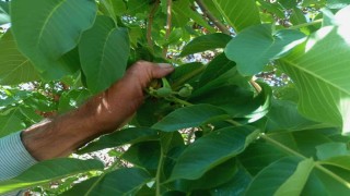 Malatyada mevsim dışında meyve veren ceviz ağaçları şaşırttı