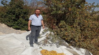 Malatyada şifa deposu alıçta hasat devam ediyor