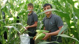 Malatyada Tarım Lisesi Öğrencileri silajlık mısır hasadına başladı