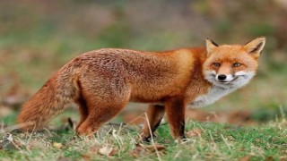 Malatyada yaban hayvanları havadan aşılanacak