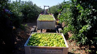 Mandalinada hasat zamanı, verim yüksek: Kilosu 8-15 TL arasında