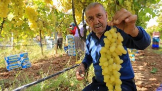 Manisa’da Üzüm Fiyatları Düştü