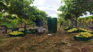 Manisada üzüm hasadı yağmur ve çamura rağmen devam ediyor