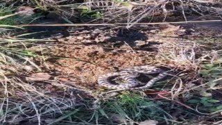 Mantar ararken dünyanın en zehirli yılanlarından engerekle karşılaştı