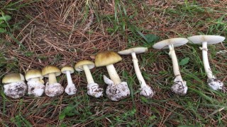 Mantar sezonu başladı: Uzmanlar zehirlenmelere karşı uyardı