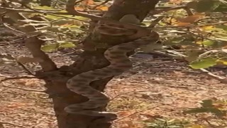 Mardinde engerek yılanı ağaca tırmanırken görüntülendi