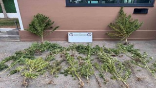 Mardinde uyuşturucu operasyonu: 3 gözaltı