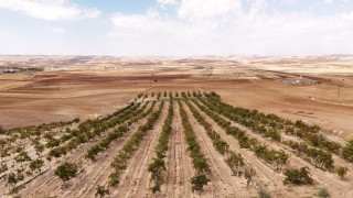 Mardinin beyaz toprakla mayalanan meşhur üzüm pekmezi coğrafi işaret yolunda