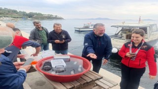 Marmarada 400 ıstakoz yavrusu yapay resiflere bırakıldı