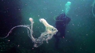 Marmarada mercanlara müsilaj tehdidi