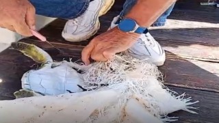 Marmaris Körfezinde çuvala dolanan deniz kaplumbağasını çevreciler kurtardı
