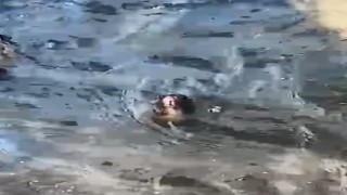 Marmariste temizlenmeyen rögarda farenin yaşam savaşı