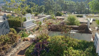 Marmariste yaban domuzlarının yeni adresi mezarlıklar