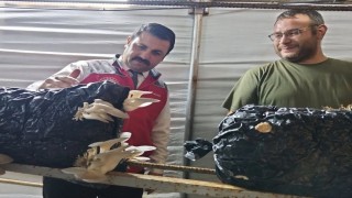 Menteşede istiridye mantarı üretimine yerinde denetim