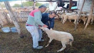 Menteşede şap aşısı kampanyası hız kesmiyor