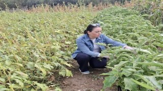 Menteşede zararlı kontrolleri yoğunlaştı