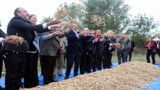 Meriçte fıstık şenliği