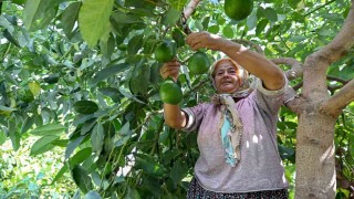 Mersinde çiftçiye tropikal meyve desteği