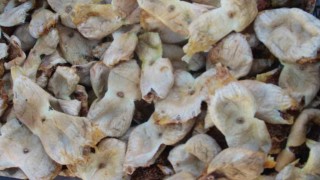 Mersinde incir sezonu sona erdi, üreticisinin yüzü güldü