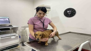 Mevsim geçişlerinde evcil hayvanların sağlığı için dikkat edilmesi gerekenler