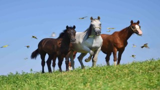 Milyonluk taylar görücüye çıkmaya hazırlanıyor
