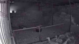 Mudanyada ahır ve samanlık yangınında 170 hayvan küle döndü, o anlar kamerada