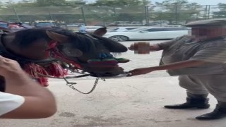 Muğlada Bu kadarı olmaz dedirten görüntüler: Fayton çeken ata alkol içirdiler