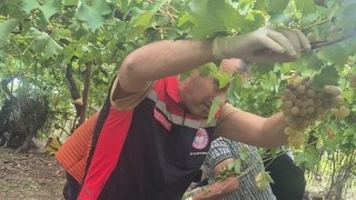 Muğlada hasat öncesi denetimlerde yasaklı maddeye geçit yok