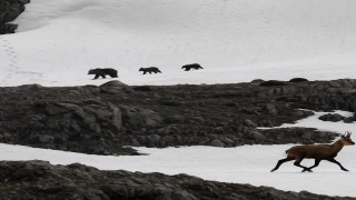 Munzur Dağında nefes kesen anlar: Boz ayıdan kaçan dağ keçileri kamerada