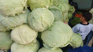 Muş lahanaları Diyarbakırda tezgahlarda yerini aldı