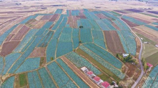 Muş Ovasında lahana hasadı başladı: 150 milyon liralık katkı bekleniyor
