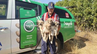 Muşta ormana terk edilen yavru köpekler kurtarıldı